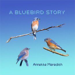 A Bluebird Story
