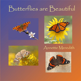 Butterflies are Beautiful
