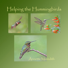 Helping the Hummingbirds