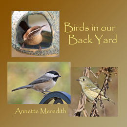 Birds in Our Back Yard