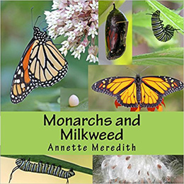 Monarchs and Milkweed